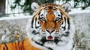 Jamás discutas con burros Jamás discutas con burros