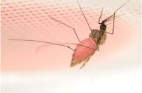 Un cóctel tóxico ecológico nueva arma contra la malaria Un cóctel tóxico ecológico nueva arma contra la malaria