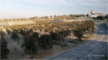 Los Vinos Naturales de Bodegas Campestral. Arcos de la Frontera.