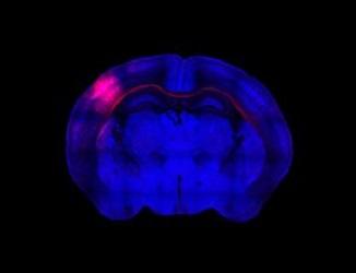 Plasticidad cerebral o cómo podemos aprender durante toda la vida