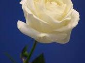 rosa blanca