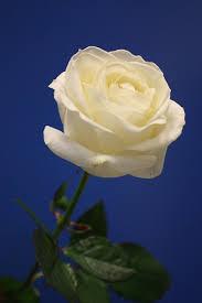 Una rosa blanca