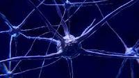 Identifican  circuito cerebral  que regula la adicción a la cocaína