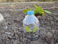 EL CUIDADO DE LAS PLANTAS. TIERRA, AGUA, AIRE, FUEGO.