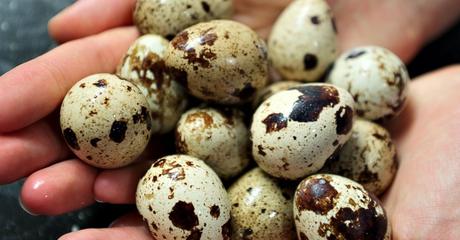 Huevos de codorniz: 5 propiedades que los hace indispensables en tu  desayuno y jugos
