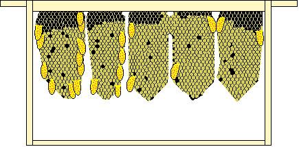 CRÍA DE REINAS Primera Parte: Métodos Sin Traslarve