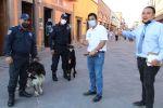 (Galería) Perros policía patrullan el Centro Histórico de SLP