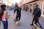 (Galería) Perros policía patrullan el Centro Histórico de SLP