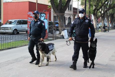 (Galería) Perros policía patrullan el Centro Histórico de SLP