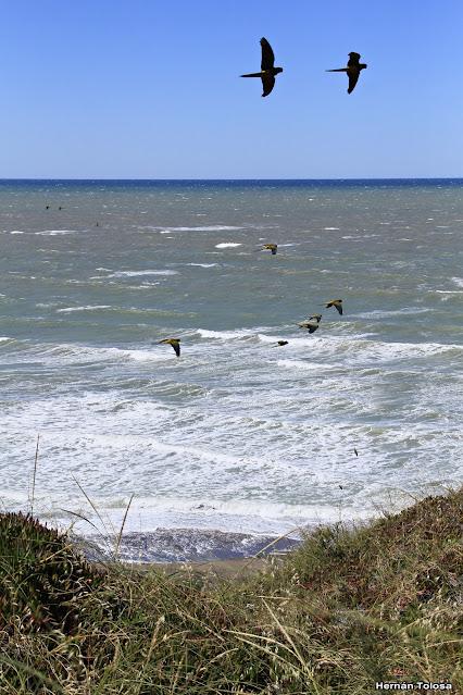 Balneario El Cóndor (Loros y halcones)