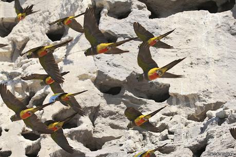 Balneario El Cóndor (Loros y halcones)