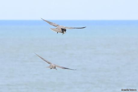 Balneario El Cóndor (Loros y halcones)