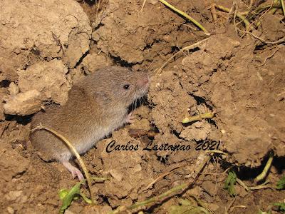 Cuento de cernícalos II. Introducción al ciclo de la vida.