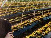 Industria agroalimentario español consigue despegar debido dificultad acceso tecnologías financiación