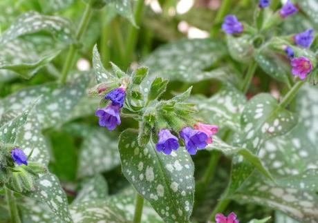 Pulmonaria: Usos , Beneficios y Contraindicaciones