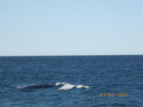 ¿Qué sabes de la ballena franca austral? II