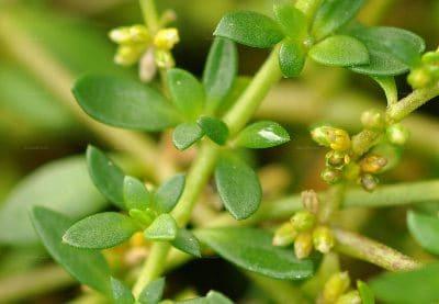 herniaria propiedades