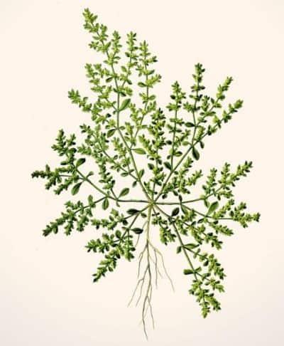 herniaria rompepiedras