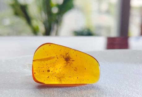 Descubren un cangrejo diminuto de cien millones de años preservado en ámbar Descubren un cangrejo diminuto de cien millones de años preservado en ámbar