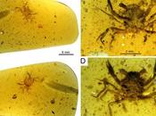 Descubren cangrejo diminuto cien millones años preservado ámbar