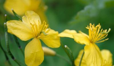 celidonia para verrugas