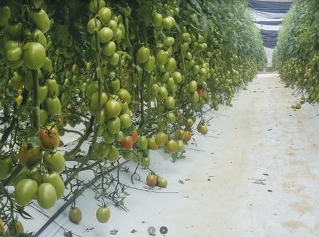 Por trabajo forzoso, EU suspende importación de tomate producido en SLP
