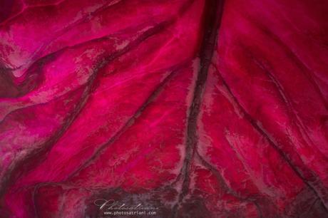 Il Venerdí di Photosatriani N.337