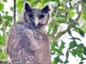 Captan primera años hábitat natural búho gigante africano