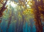 Kelp Blue, firma holandesa planta bosques submarinos algas gigantes para salvar planeta