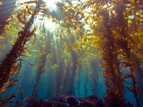 Kelp Blue, la firma holandesa que planta bosques submarinos de algas gigantes para salvar el planeta