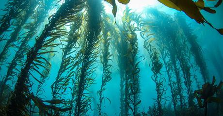 Kelp Blue, la firma holandesa que planta bosques submarinos de algas gigantes para salvar el planeta