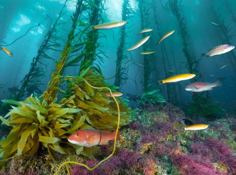 Kelp Blue, la firma holandesa que planta bosques submarinos de algas gigantes para salvar el planeta