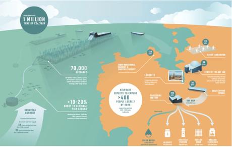 Kelp Blue, la firma holandesa que planta bosques submarinos de algas gigantes para salvar el planeta