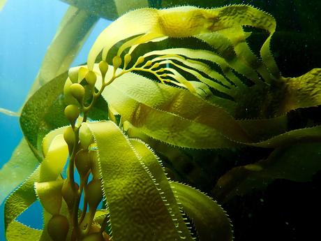 Kelp Blue, la firma holandesa que planta bosques submarinos de algas gigantes para salvar el planeta