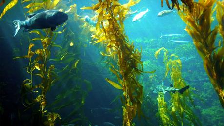 Kelp Blue, la firma holandesa que planta bosques submarinos de algas gigantes para salvar el planeta