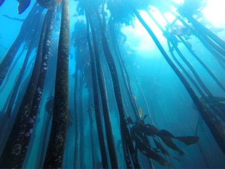 Kelp Blue, la firma holandesa que planta bosques submarinos de algas gigantes para salvar el planeta