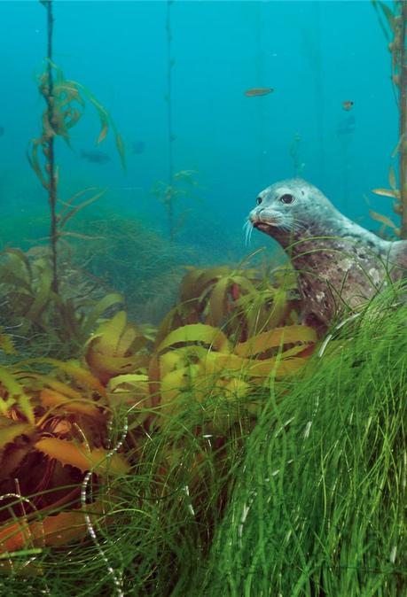 Kelp Blue, la firma holandesa que planta bosques submarinos de algas gigantes para salvar el planeta