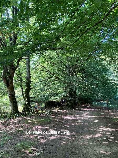 Hayedo de la Sierra de Urbasa