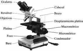 El Microscopio óptico compuesto