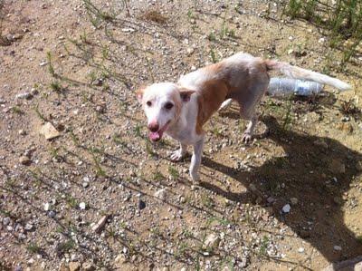 PERRA VIEJITA, COJA Y ABANDONADA EN LOS HUESOS SIN APENAS DIENTES. MEDINA (CADIZ)