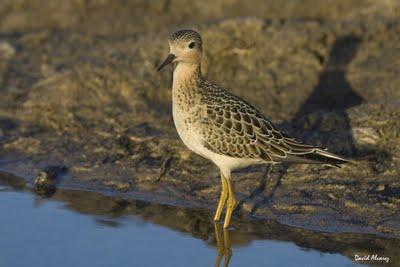 Limícolas americanos y el flujo de información