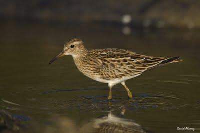 Limícolas americanos y el flujo de información