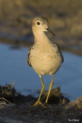 Limícolas americanos y el flujo de información