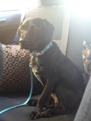 KAPO SE HA PERDIDO EN BARCELONA!!! POR FAVOR AYUDA..