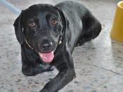 Kapo perdido barcelona!!! favor ayuda..