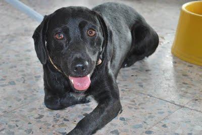 KAPO SE HA PERDIDO EN BARCELONA!!! POR FAVOR AYUDA..