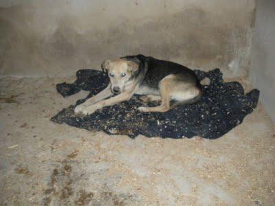 Chino, años esperando, en su refugio de por vida....