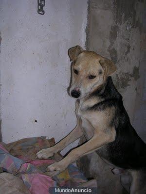 Chino, años esperando, en su refugio de por vida....