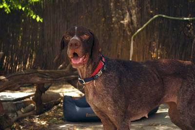 Morla y sus pesadillas.