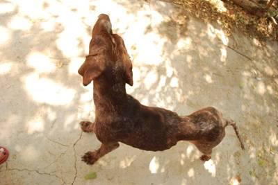 Morla y sus pesadillas.